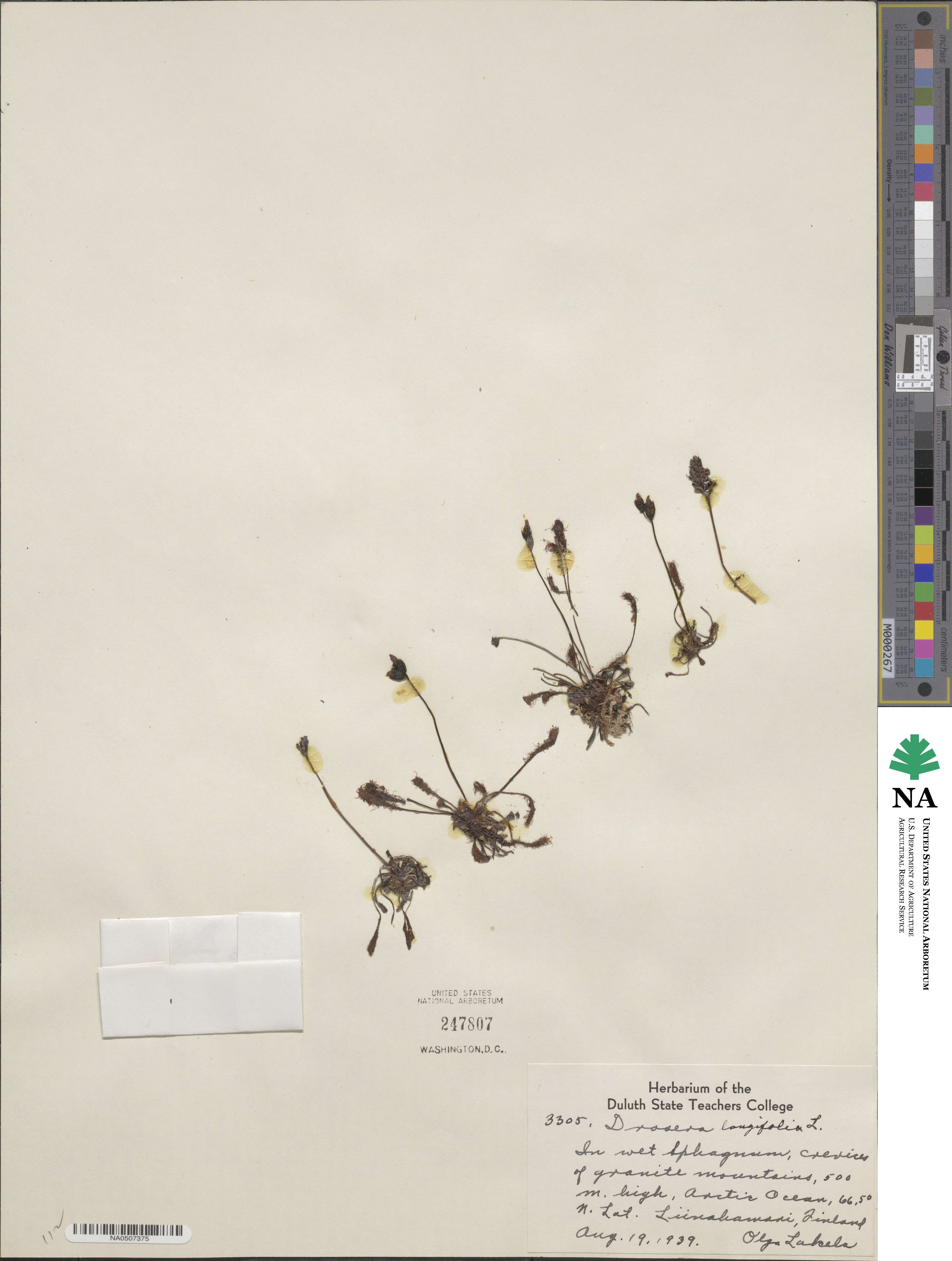 Drosera longifolia image