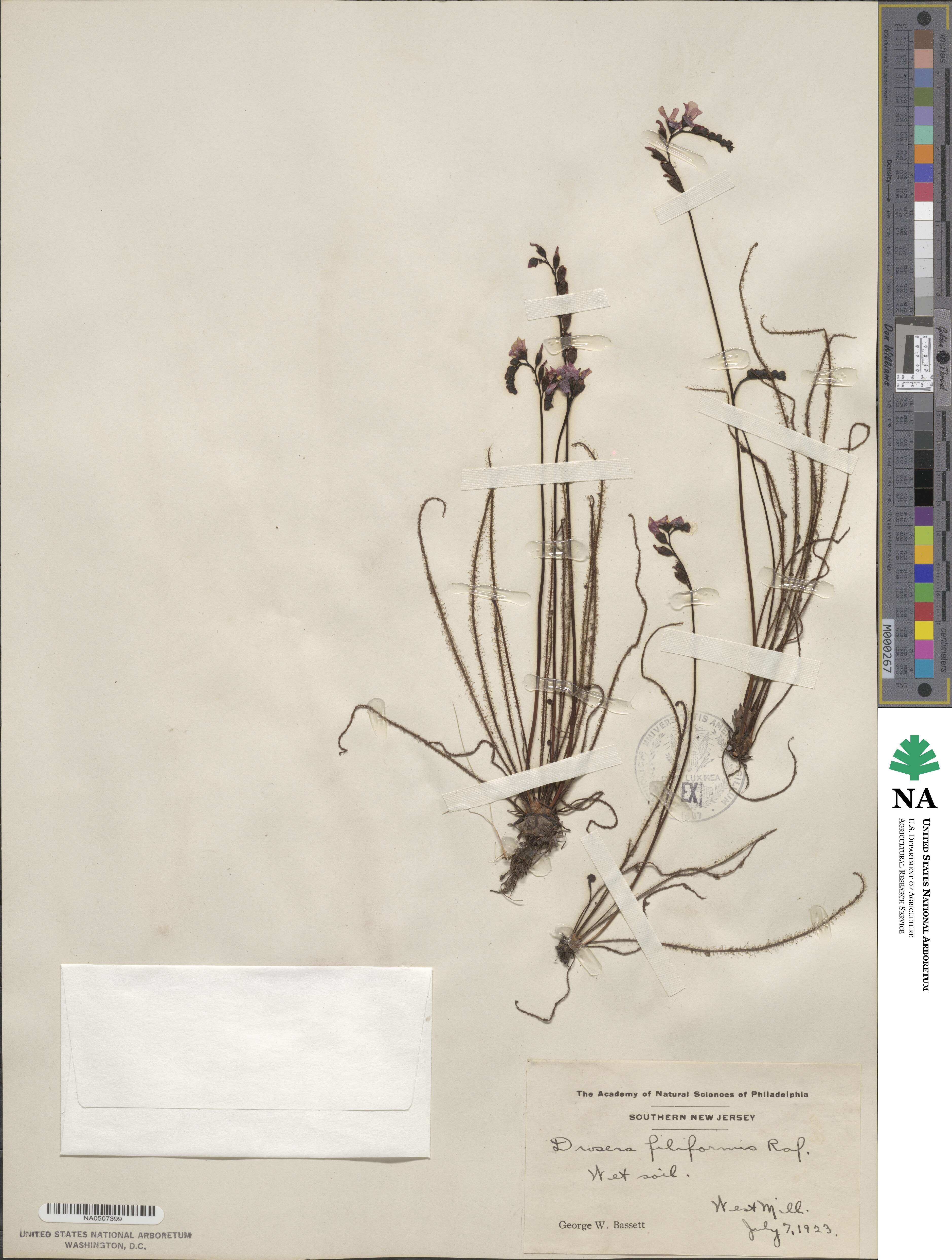 Drosera filiformis image
