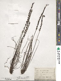 Drosera filiformis image