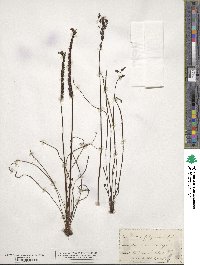 Drosera filiformis image