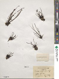 Drosera filiformis image