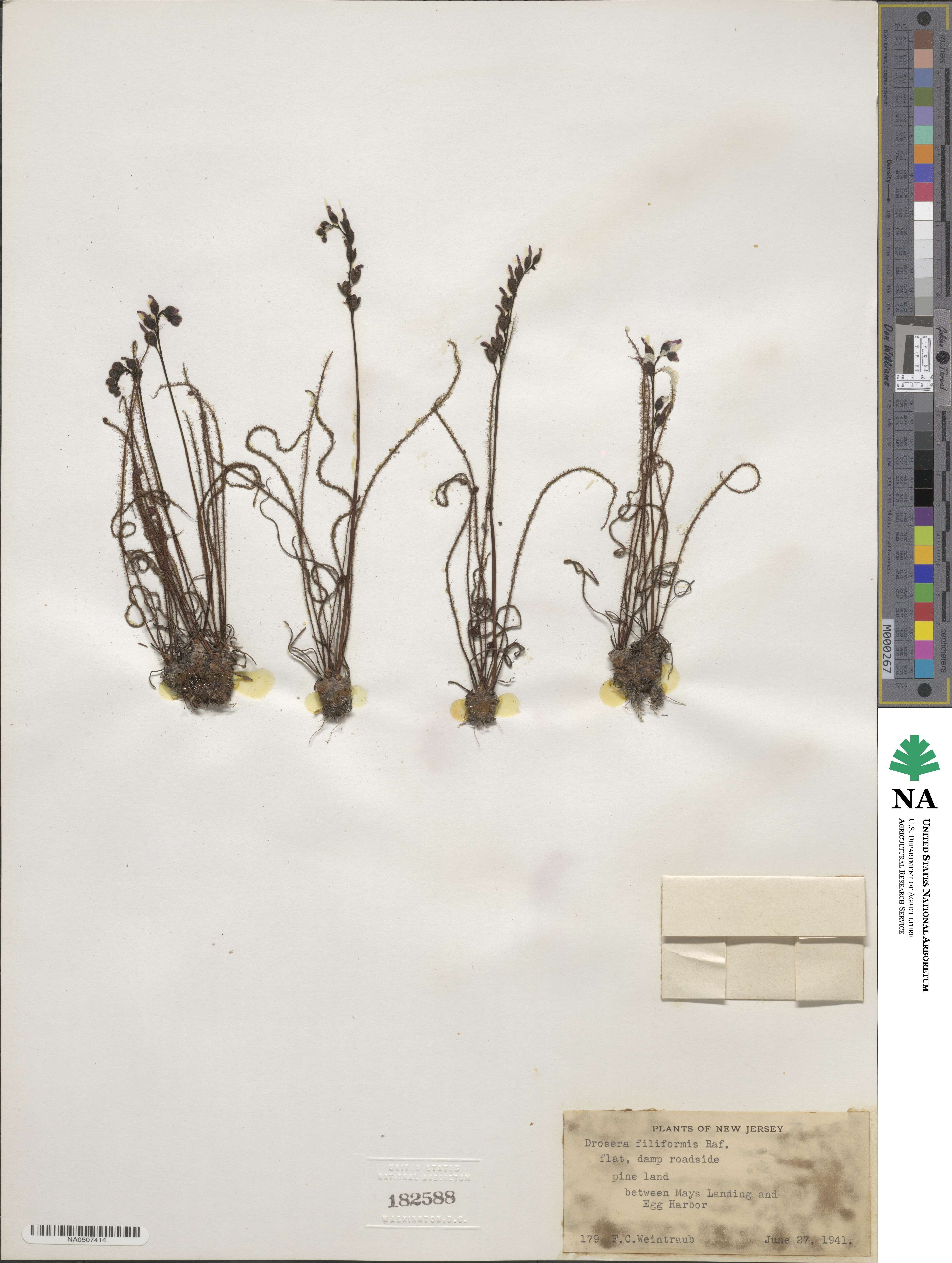 Drosera image