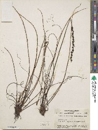 Drosera filiformis image