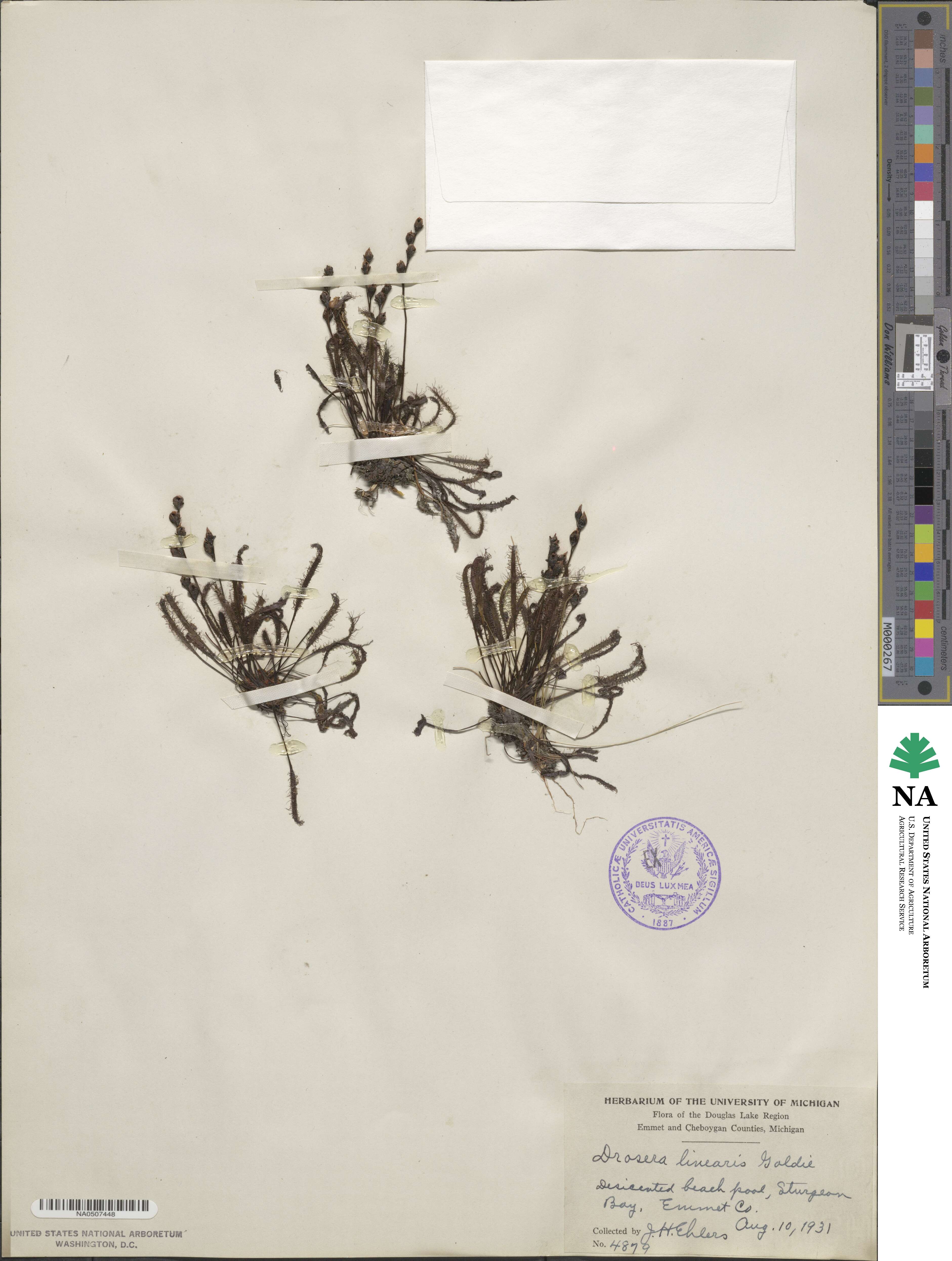 Drosera linearis image