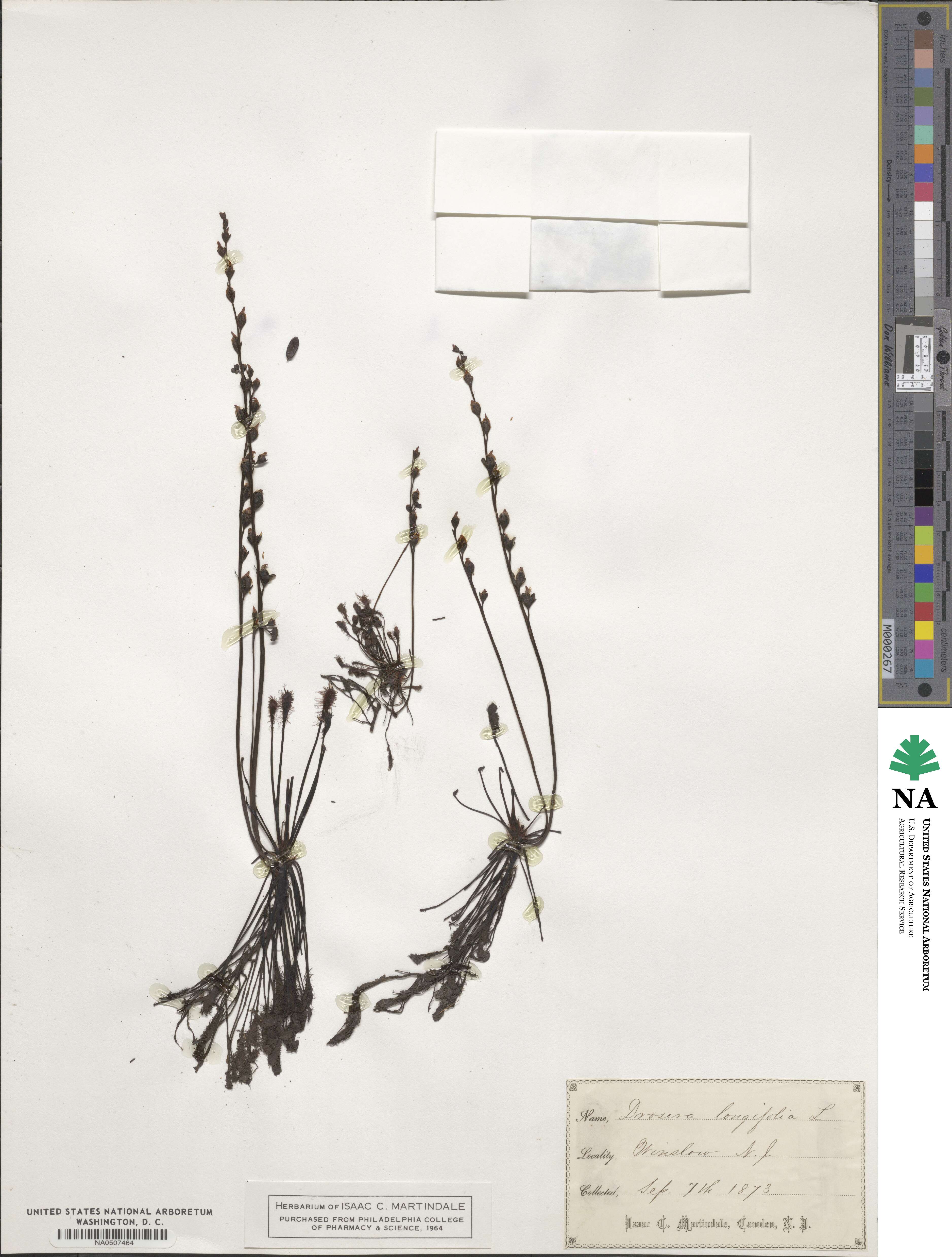 Drosera longifolia image