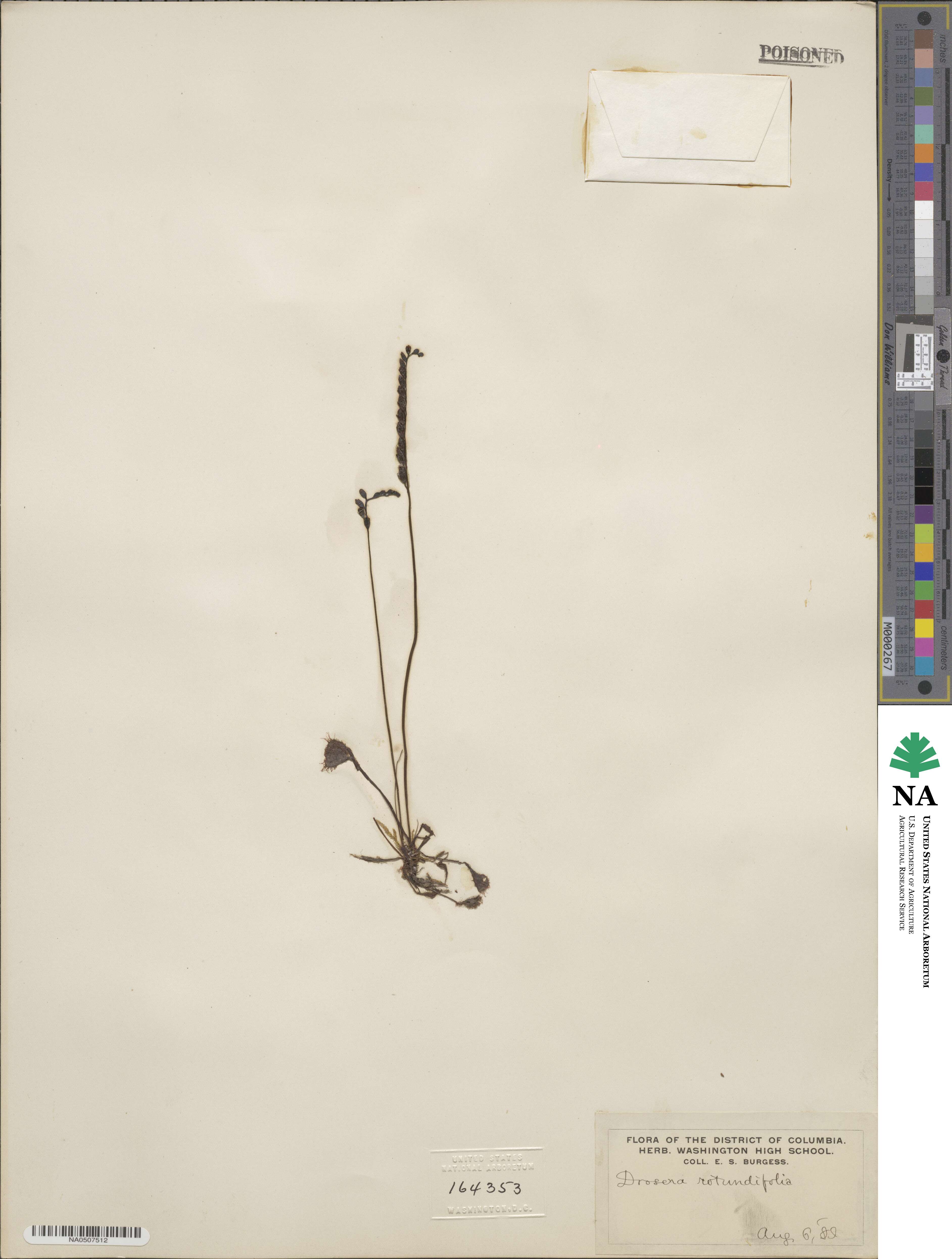 Drosera rotundifolia image