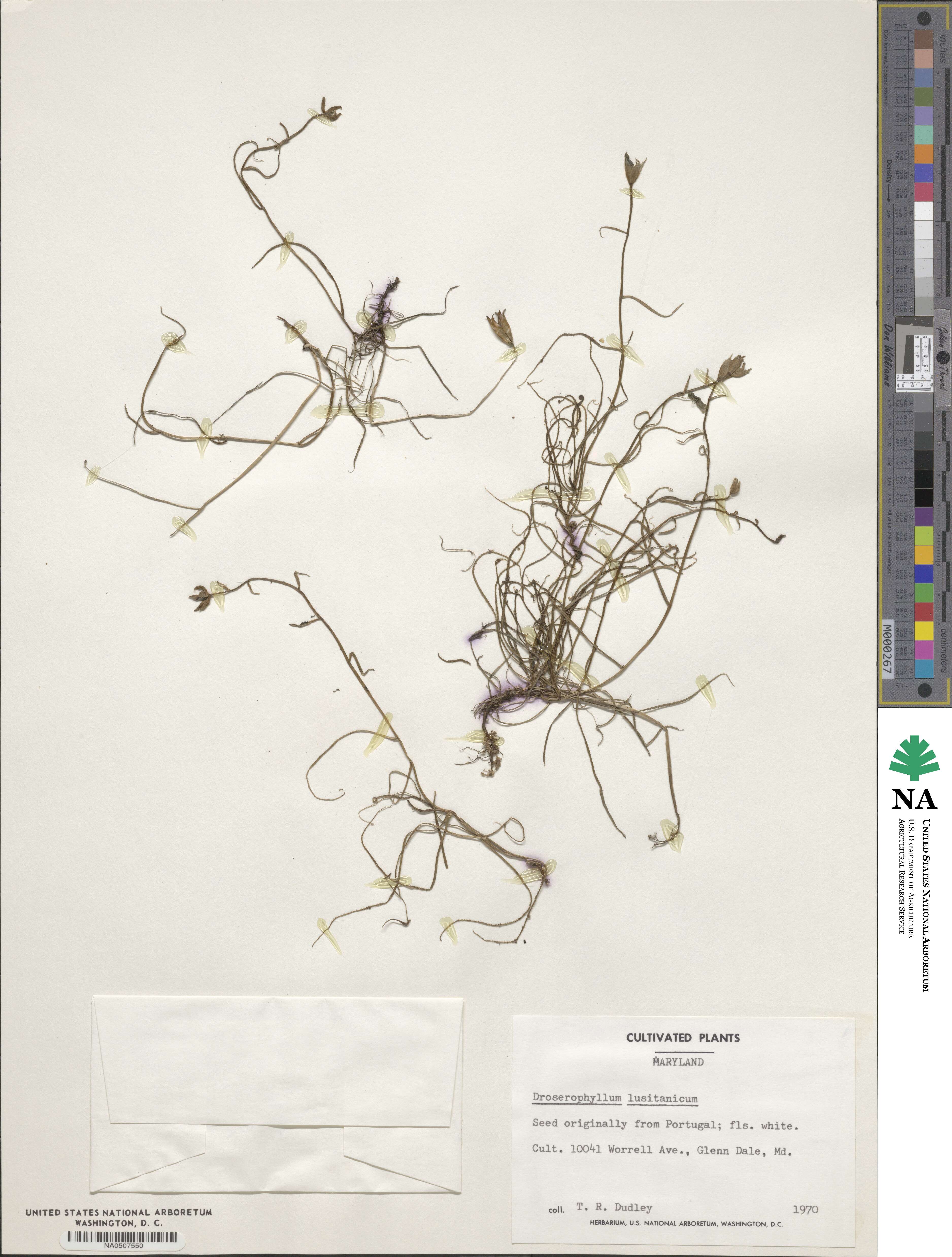 Drosophyllum lusitanicum image