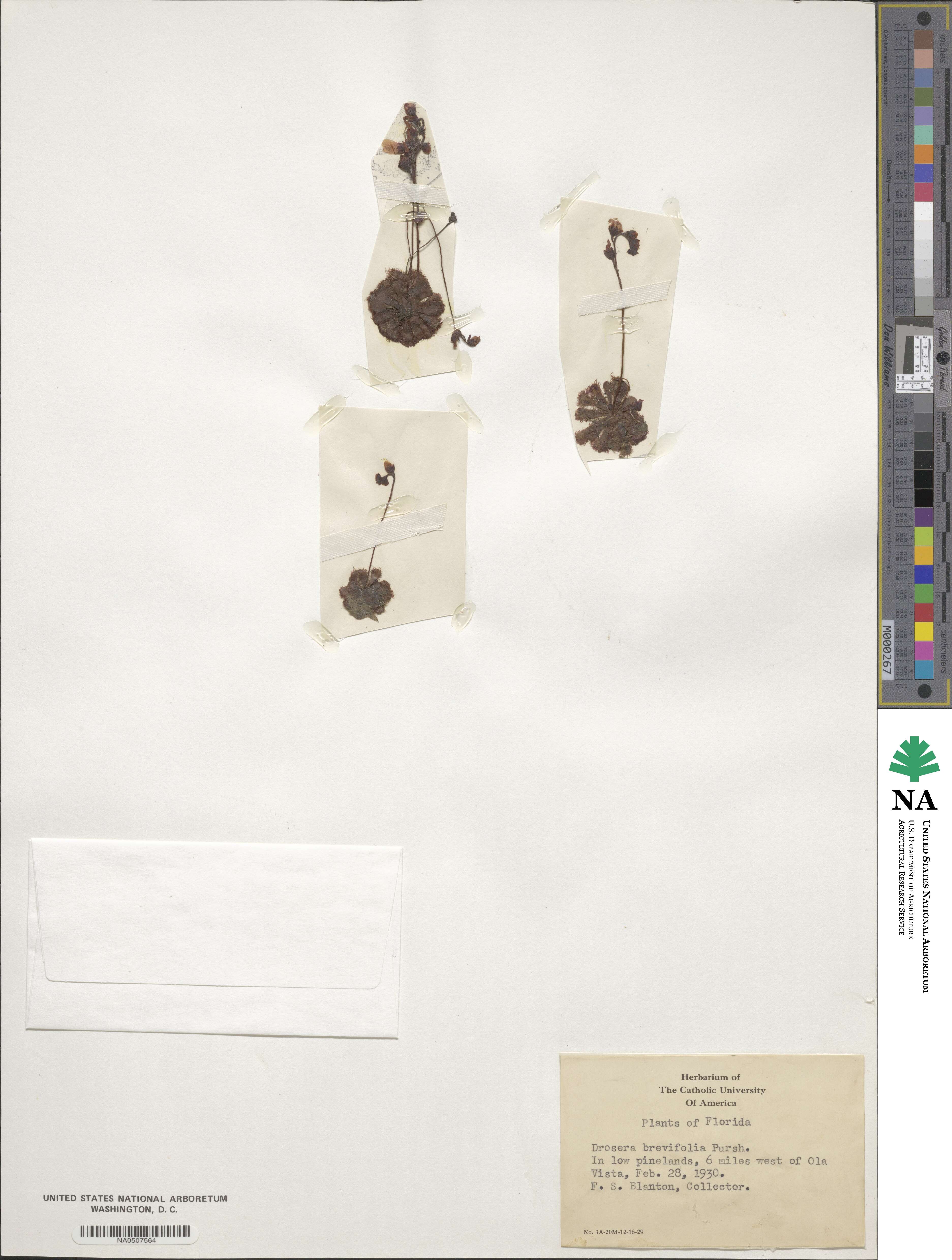 Drosera brevifolia image