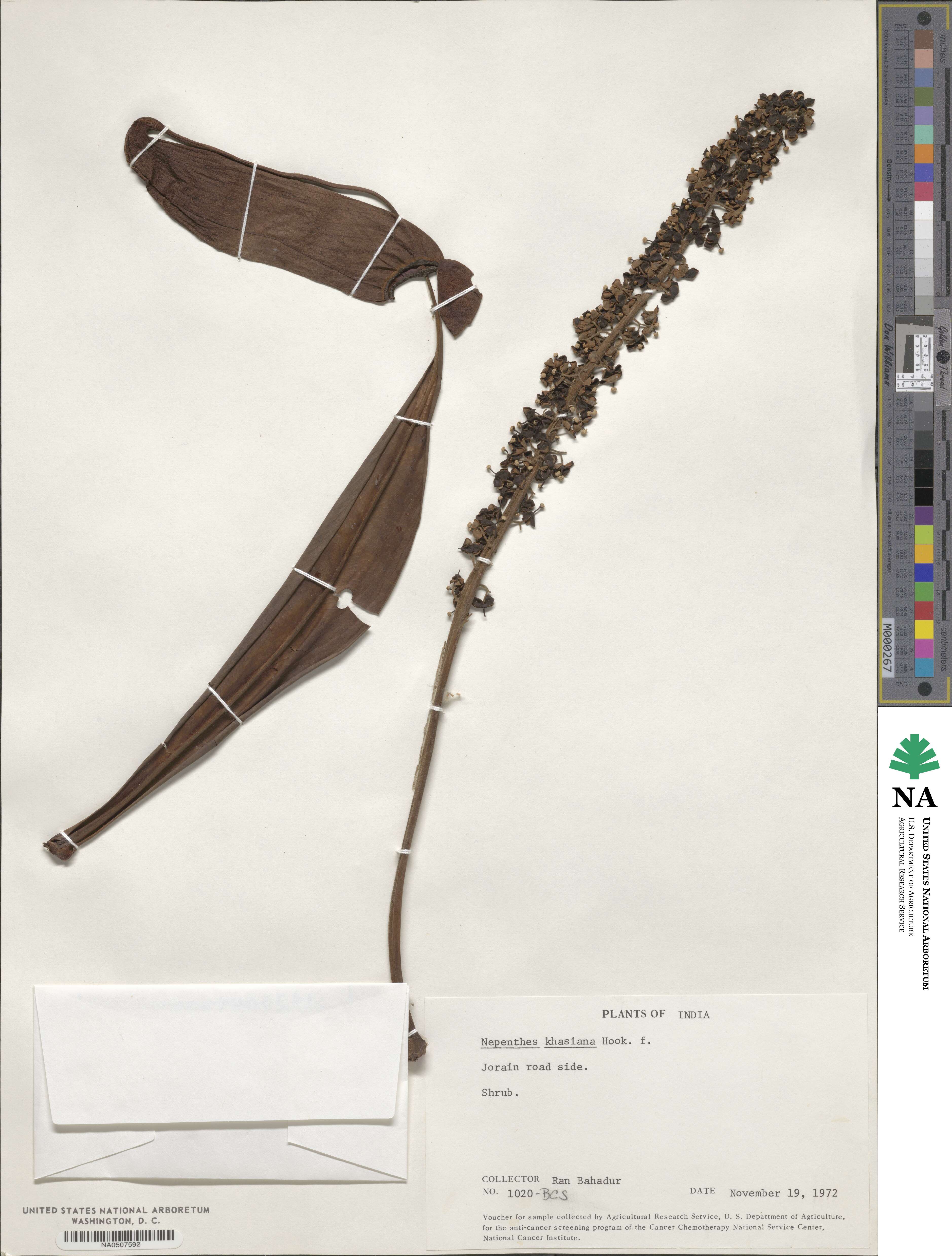 Nepenthes image