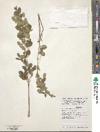 Moringa oleifera image