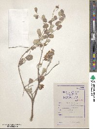 Moringa oleifera image