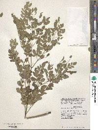 Moringa oleifera image