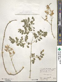 Moringa oleifera image