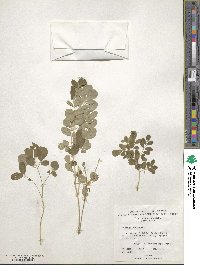 Moringa oleifera image