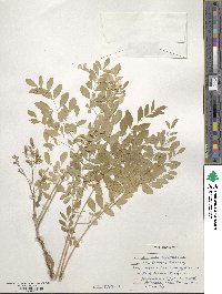 Moringa oleifera image