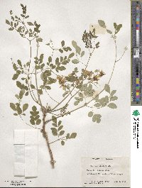 Moringa oleifera image