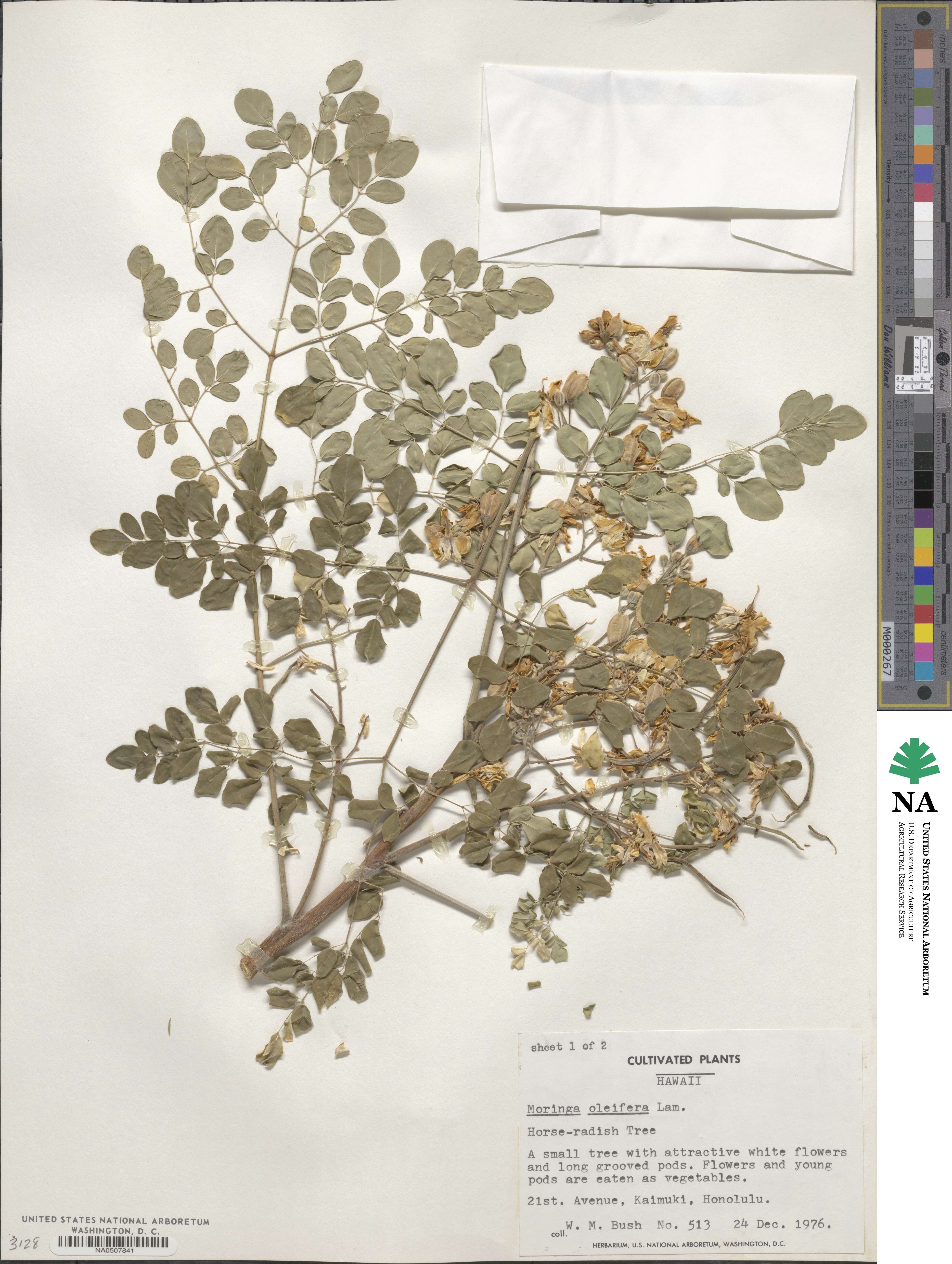 Moringa oleifera image