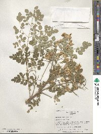 Moringa oleifera image