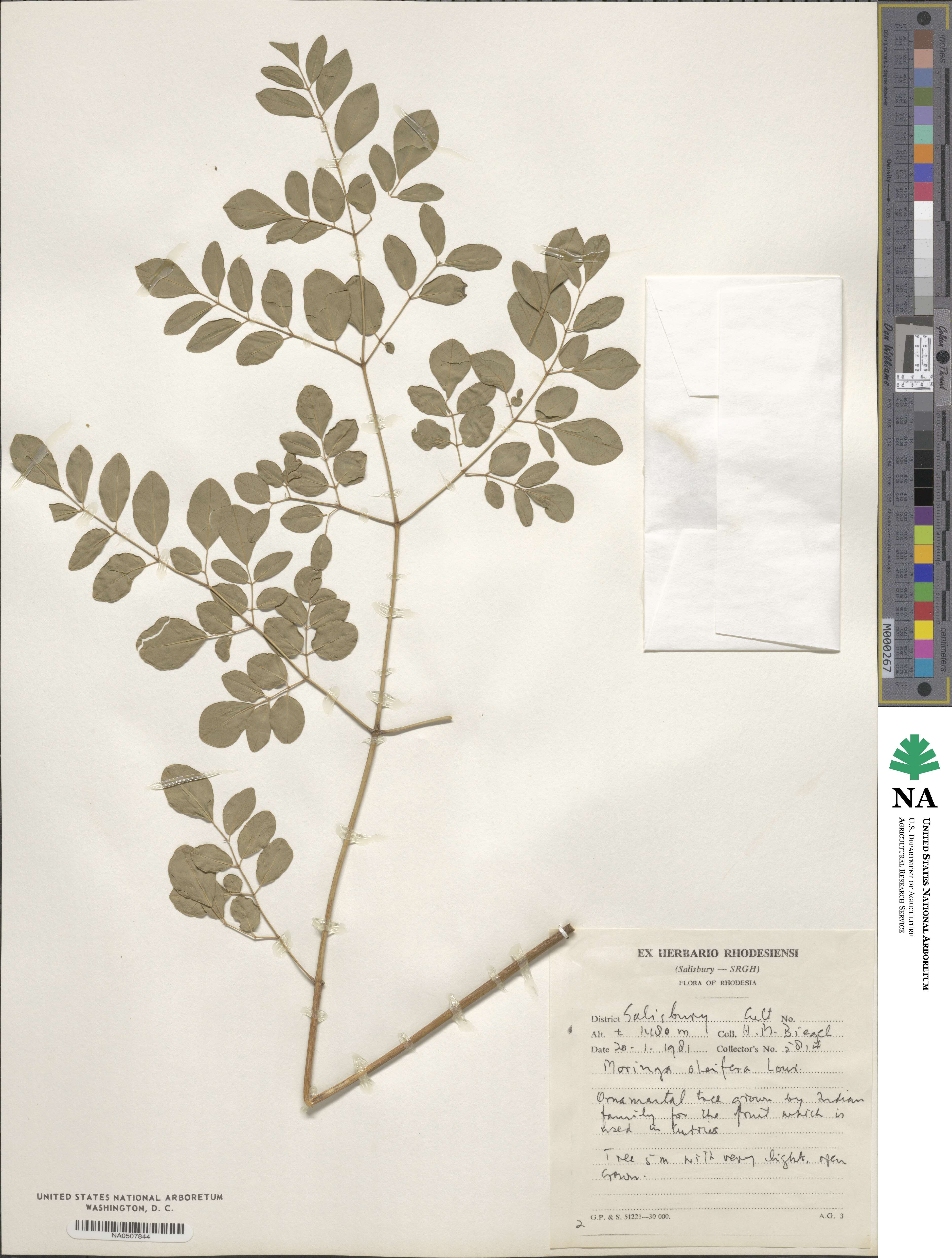 Moringa oleifera image