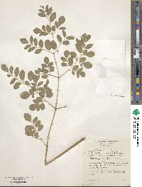 Moringa oleifera image