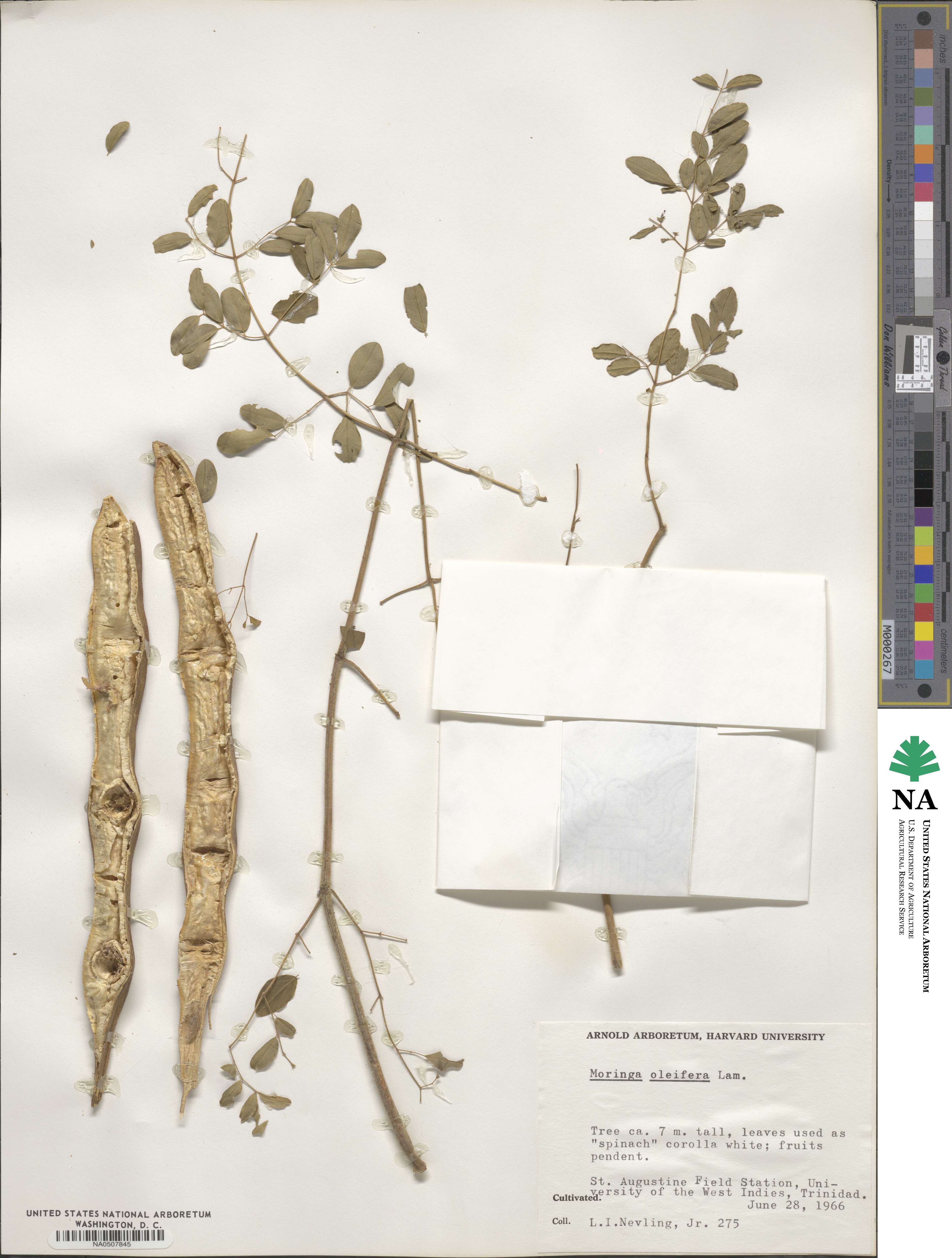 Moringa oleifera image