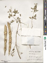 Moringa oleifera image