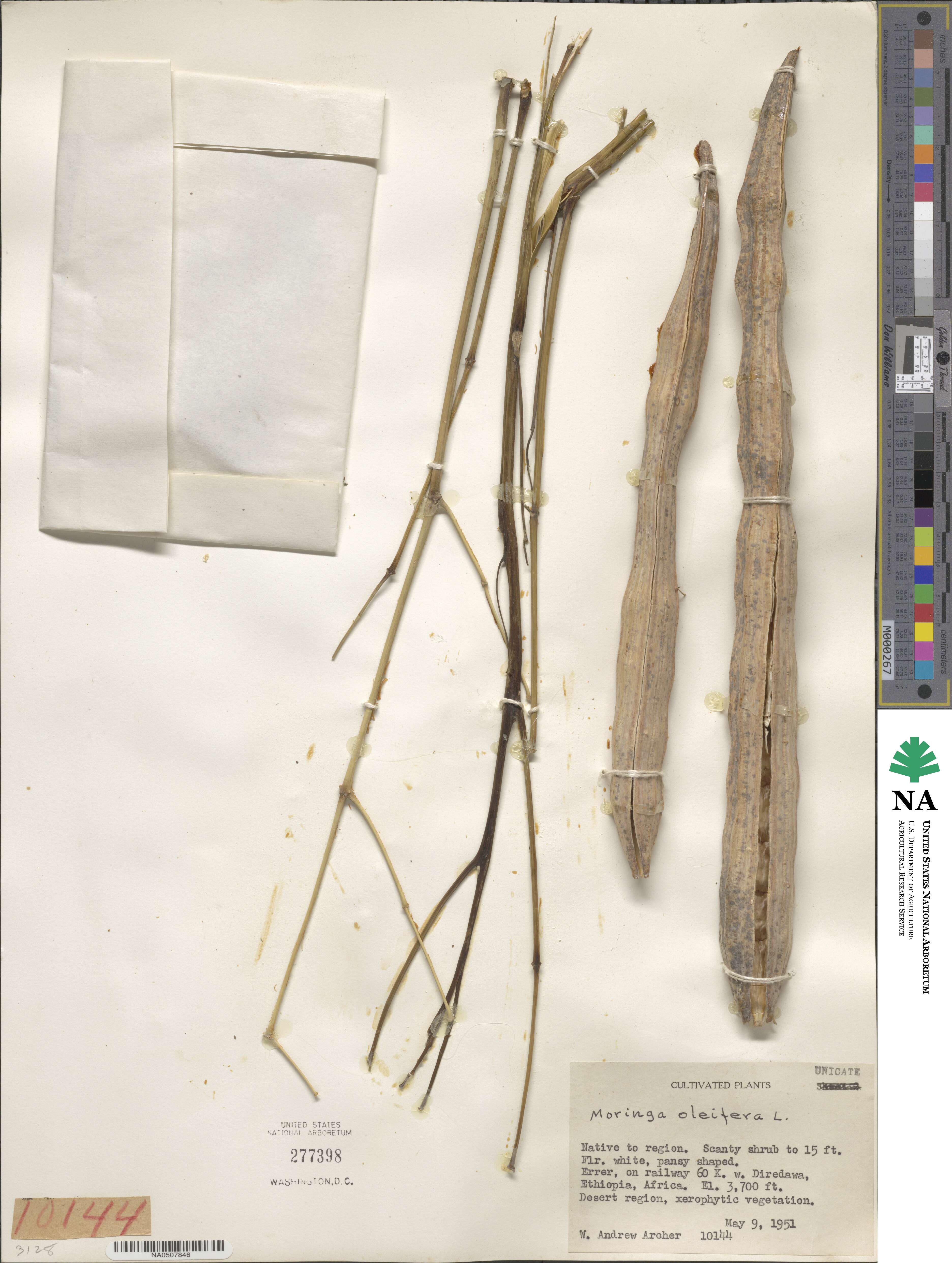 Moringa oleifera image