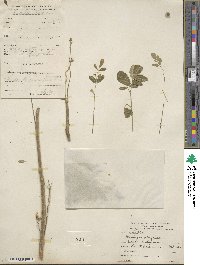 Moringa oleifera image