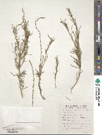 Oligomeris linifolia image