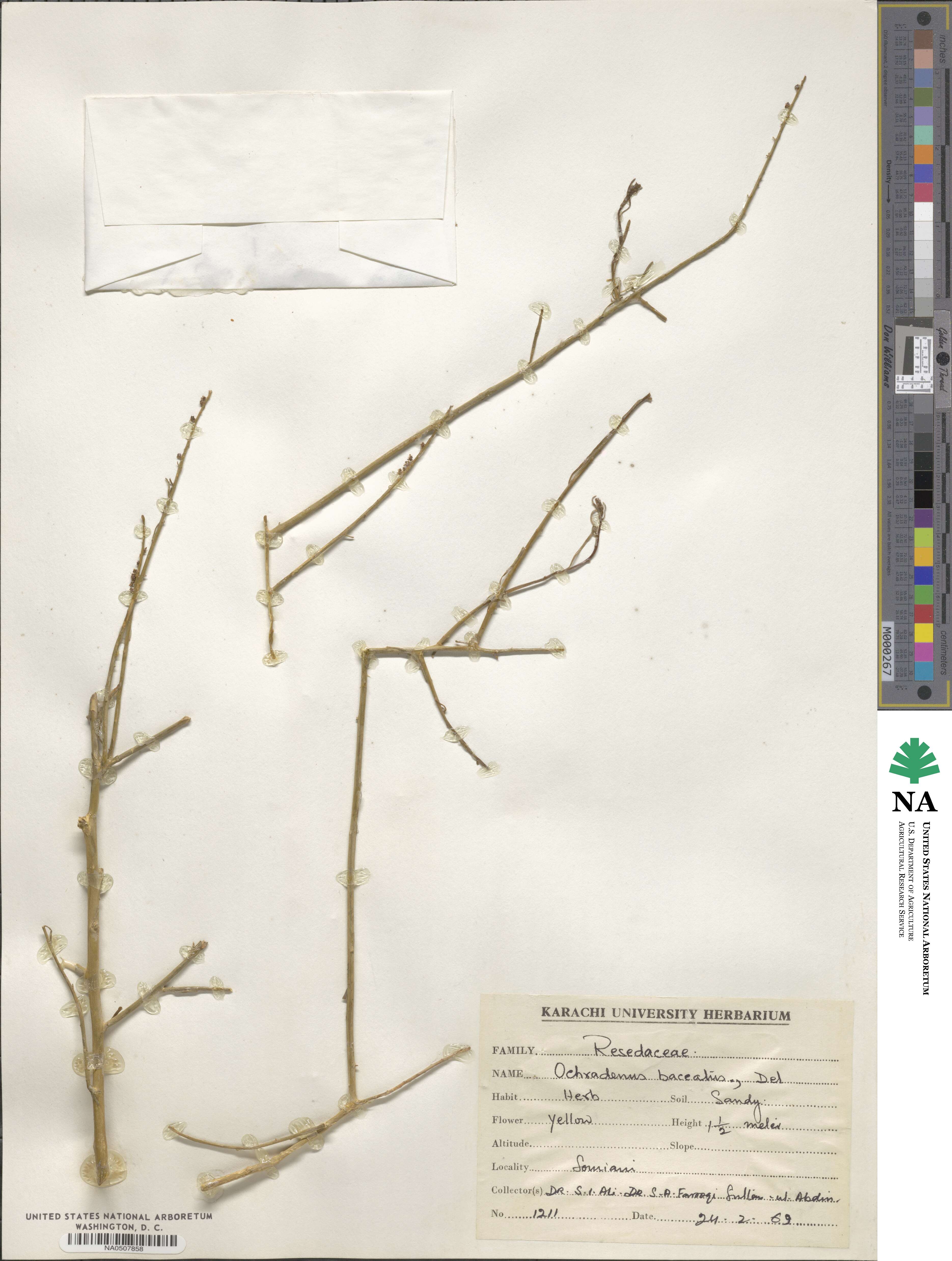 Ochradenus baccatus image