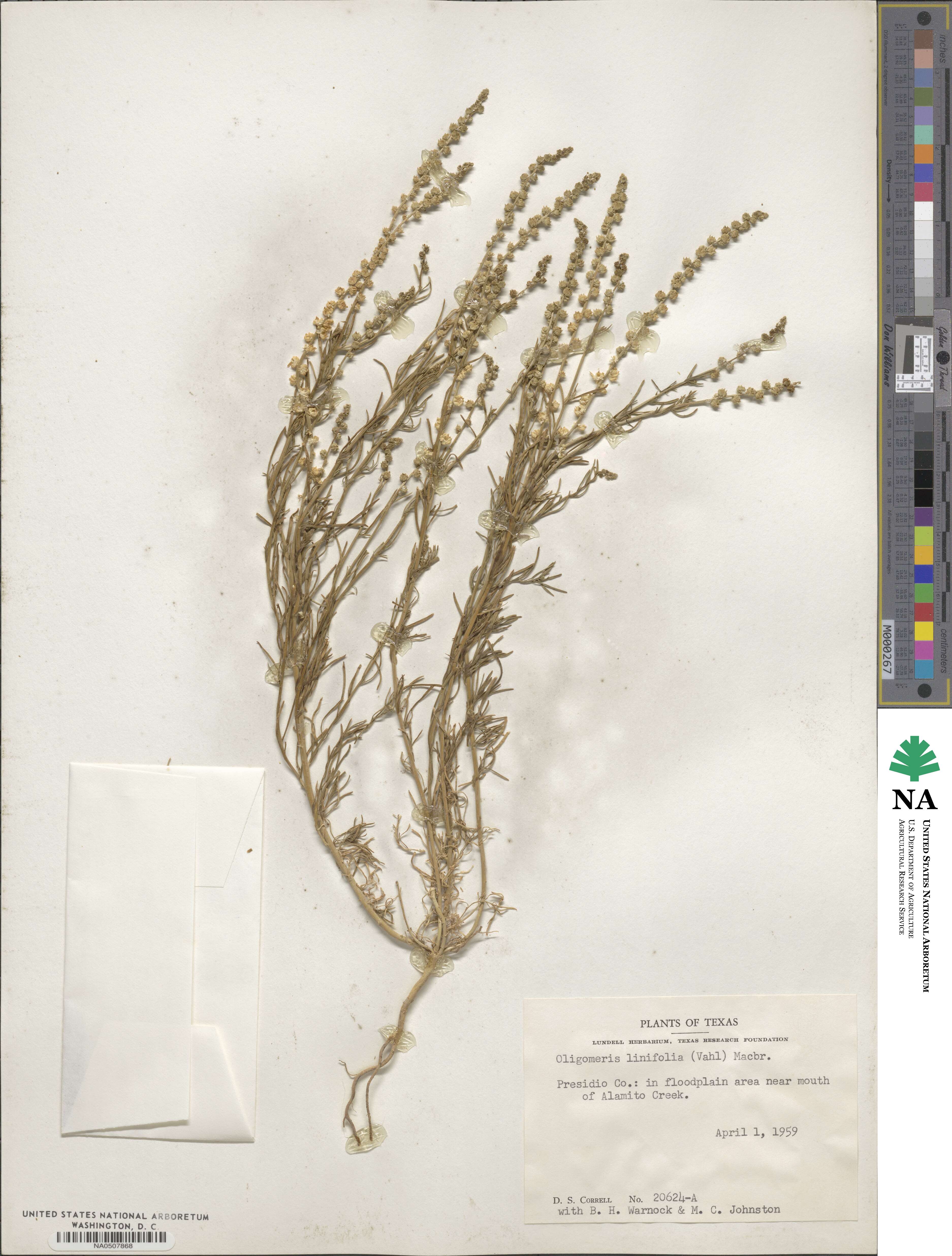 Oligomeris linifolia image