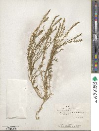 Oligomeris linifolia image