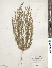 Oligomeris linifolia image