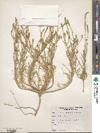 Oligomeris linifolia image