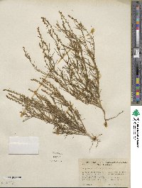 Oligomeris linifolia image