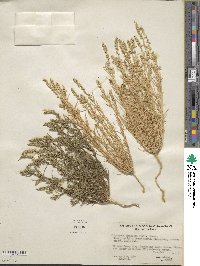 Oligomeris linifolia image