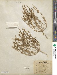 Oligomeris linifolia image