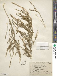 Oligomeris linifolia image