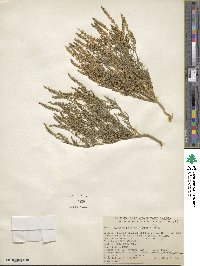 Oligomeris linifolia image