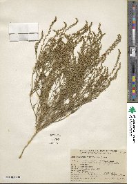 Oligomeris linifolia image