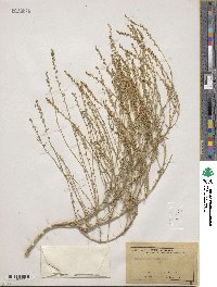 Oligomeris linifolia image