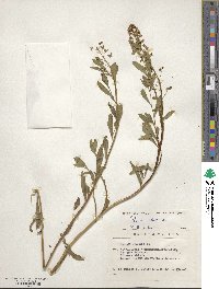 Reseda odorata image