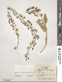 Reseda odorata image