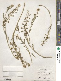 Reseda odorata image