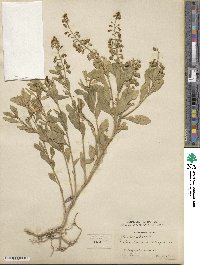 Reseda odorata image