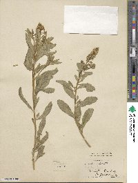 Reseda odorata image