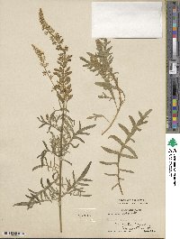 Reseda odorata image