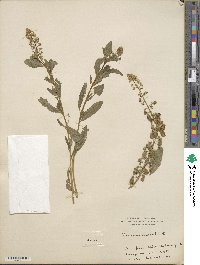 Reseda odorata image