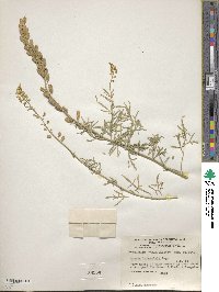 Reseda lanceolata image