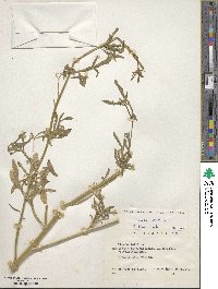 Image of Reseda lutea